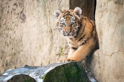 Чешский зоопарк из-за кризиса сдаёт животных напрокат