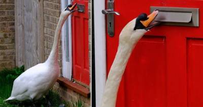 Наглый лебедь в Великобритании ежедневно часами терроризирует местных жителей – фото, видео