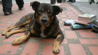 Отстрел или приют: в Саратове не могут справиться со стаями бездомных собак