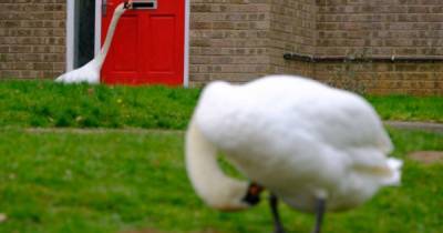 Лебедь несколько лет терроризирует жителей британского города (фото, видео)