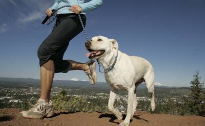 Если любите спорт: 7 идеальных пород собак для бегунов