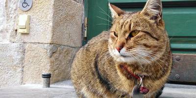 Во Львове пропал и нашелся кот-талисман Атляс, живущий у ресторана, фото, видео - ТЕЛЕГРАФ