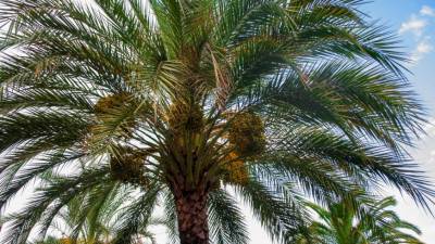 В Саудовской Аравии высадят 10 млрд деревьев для борьбы с изменением климата