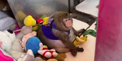 На тайском рынке откормили слишком обезьяну - животное забрали в лагерь для толстых, фото - ТЕЛЕГРАФ