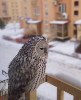 «Ищите письмо из Хогвартса»: в Кемерове заметили сову на балконе дома