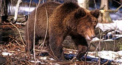 В Латвии призывают фотографировать следы медведей: Популяция под угрозой