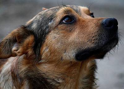 Бездомный пес в Красноярске искусал лицо тянувшему к нему руки малышу