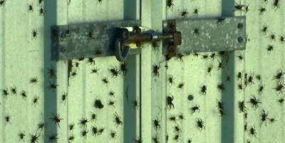 В Австралии после наводнений тысячи пауков штурмуют дома людей: жуткое видео