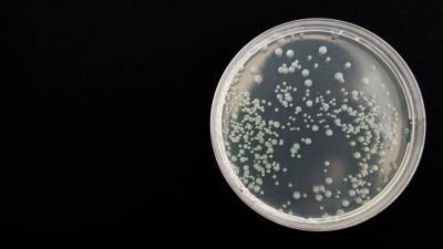 Найденные в Тихом океане бактерии оказались незаметны для иммунитета человека