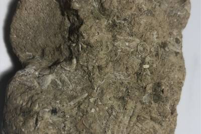 СМИ: шестилетний британец нашел коралл древнее динозавров, пока искал червей