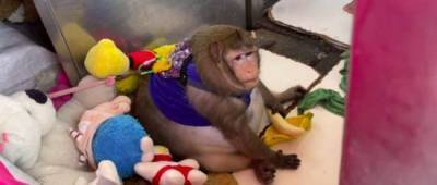 Откормленную на рынке обезьянку пришлось отправлять в лагерь для толстых: ее фото и видео