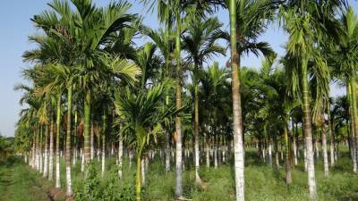 Производство пальмового масла предложили сделать более эффективным и экологичным