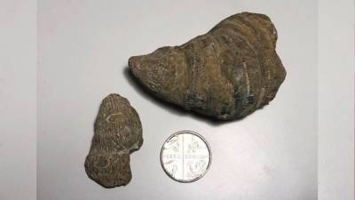 Ребенок из Великобритании нашел на заднем дворе окаменелость палеозойской эры