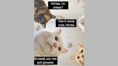 Предпринимательница из Москвы намерена запатентовать мем о Наташе и котах