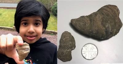 6-летний мальчик копал в саду червяков, а нашел артефакт возрастом 488 млн лет (фото)