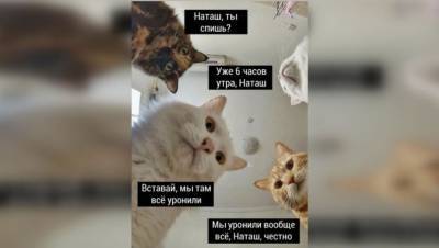 Москвичка решила запатентовать мем про Наташу и котов