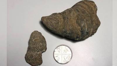 Шестилетний британец нашел во дворе дома древнейшую окаменелость