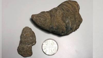 Мальчик из Великобритании случайно нашел окаменелость палеозойской эры