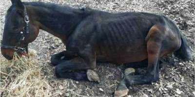 В конюшне Мамаева Слобода лошади умирают от голода и истощения, сообщила Наталья Марченко - ТЕЛЕГРАФ