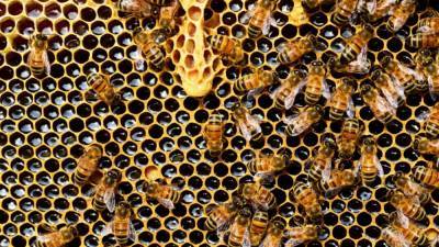 Ученые объяснили, как медоносные пчелы находят свою королеву
