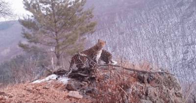 В России видеоловушка засняла самого редкого в мире леопарда вместе с детенышами (видео)