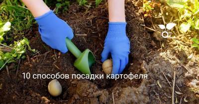 10 способов посадки картофеля