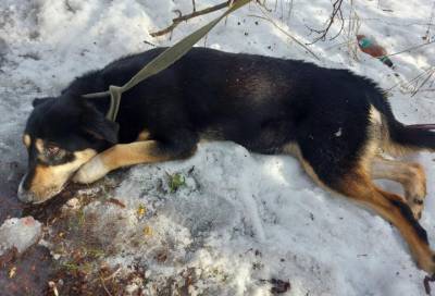 Живодёр жестоко избил собаку в Выборгском районе Ленобласти