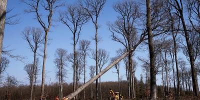 Во Франции начали срезать 200-летние дубы для восстановления уничтоженного огнем шпиля Нотр-Дама