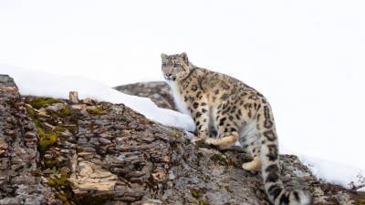 В Приморье котята редкого леопарда попали в кадр (ВИДЕО)