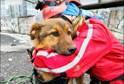 Волонтёры спасли собаку, провалившуюся в люк, в Петербурге