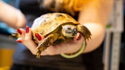 Неизвестный попытался вывезти в чемодане 185 детенышей галапагосских черепах