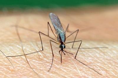 Российские ученые разработали первый ПЦР-тест для диагностики малярии