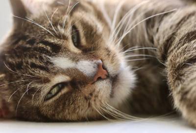 Учёные выяснили, что кошки узнают голос хозяина, но не хотят на него реагировать