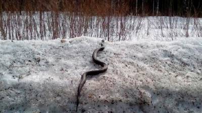 Фото: новые встречи со змеями происходят в Петербурге и Ленобласти