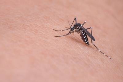 В России ученые создали первый ПЦР-тест для диагностики малярии