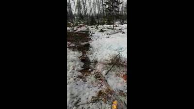 Военные, не дожидаясь решения суда, пилят лес на спорных сахалинских гектарах - sakhalin.info - район Анивский