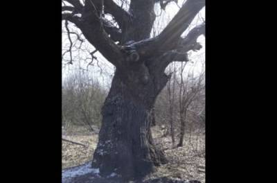 Киевские экологи обнаружили в Киеве 400-летний дуб