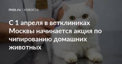 С 1 апреля в ветклиниках Москвы начинается акция по чипированию домашних животных