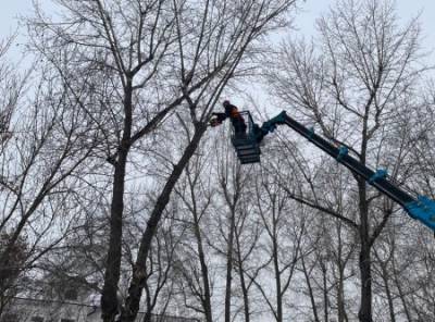 В Иркутске УК должны обрезать деревья в соответствии с методическими рекомендациями