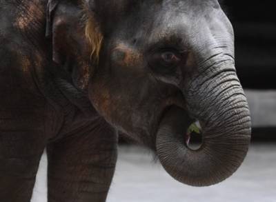 В Казани слон напал на сотрудника цирка