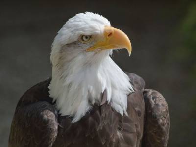 За последнее десятилетие численность белоголовых орланов значительно выросла - polit.ru - США