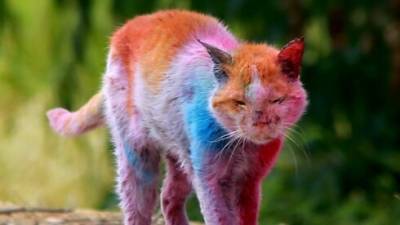 Снимки сине-красно-фиолетового кота вызвали скандал в Израиле