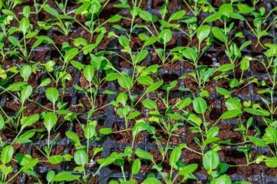 Как притормозить рост капустной рассады?