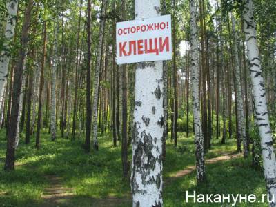 В Свердловской области выявлен первый случай укуса клеща в 2021 году