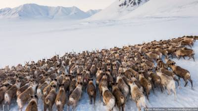 Чукотка достойна внимания: новосибирский фотограф сделал снимки 400 оленей