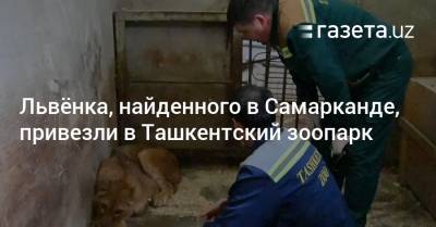 Львёнка, найденного в Самарканде, привезли в Ташкентский зоопарк