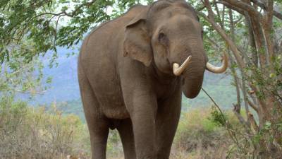Казанский слон атаковал циркача и сломал ему позвоночник