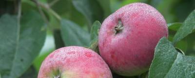 В Приморье начнут высаживать первый промышленный фруктовый сад