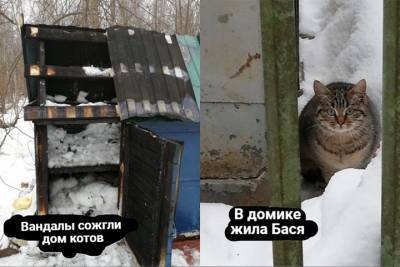 Неизвестные сожгли домик для бездомных кошек на востоке Москвы