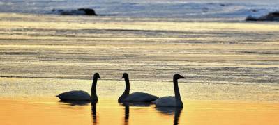 Первые лебеди прилетели на озеро Верхнее Куйто в Карелии (ФОТО)